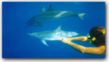 wild and free--dolphins